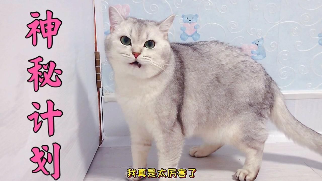 猫咪VPN引领潮流，揭秘宠物网络新趋势,猫咪VPN封面图,猫咪vpn,第1张